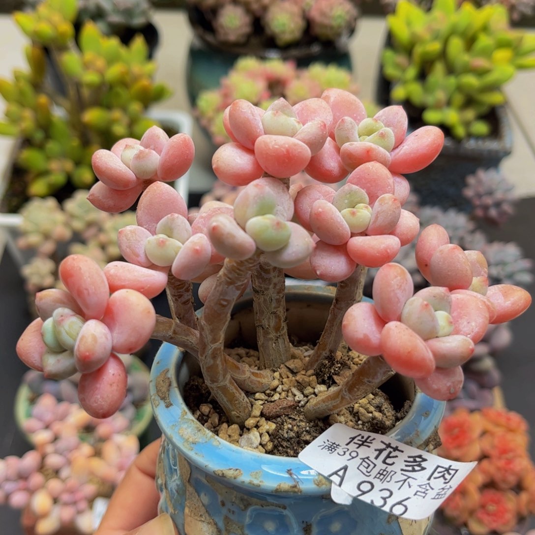 936香水洛神10cm多肉