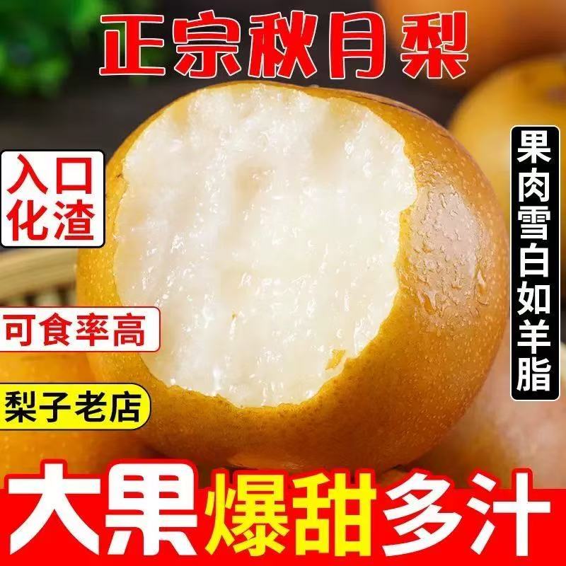 新鲜采摘当季秋月梨脆甜多汁细嫩化渣产地直发