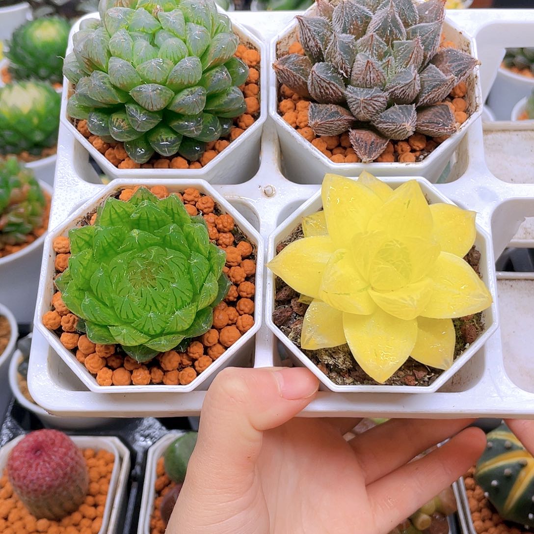 粉龙珠，紫狐狸，蝉翼，黄金，白盆