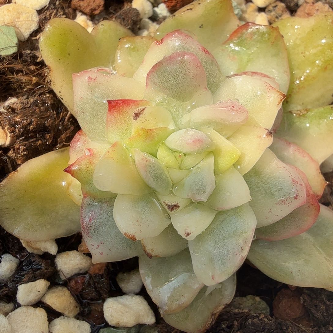 东云锦，多肉植物