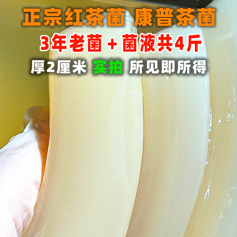 共4斤3年老菌红茶菌菌菇海宝菌醋蛾子康普茶养胃护胃茶菌
