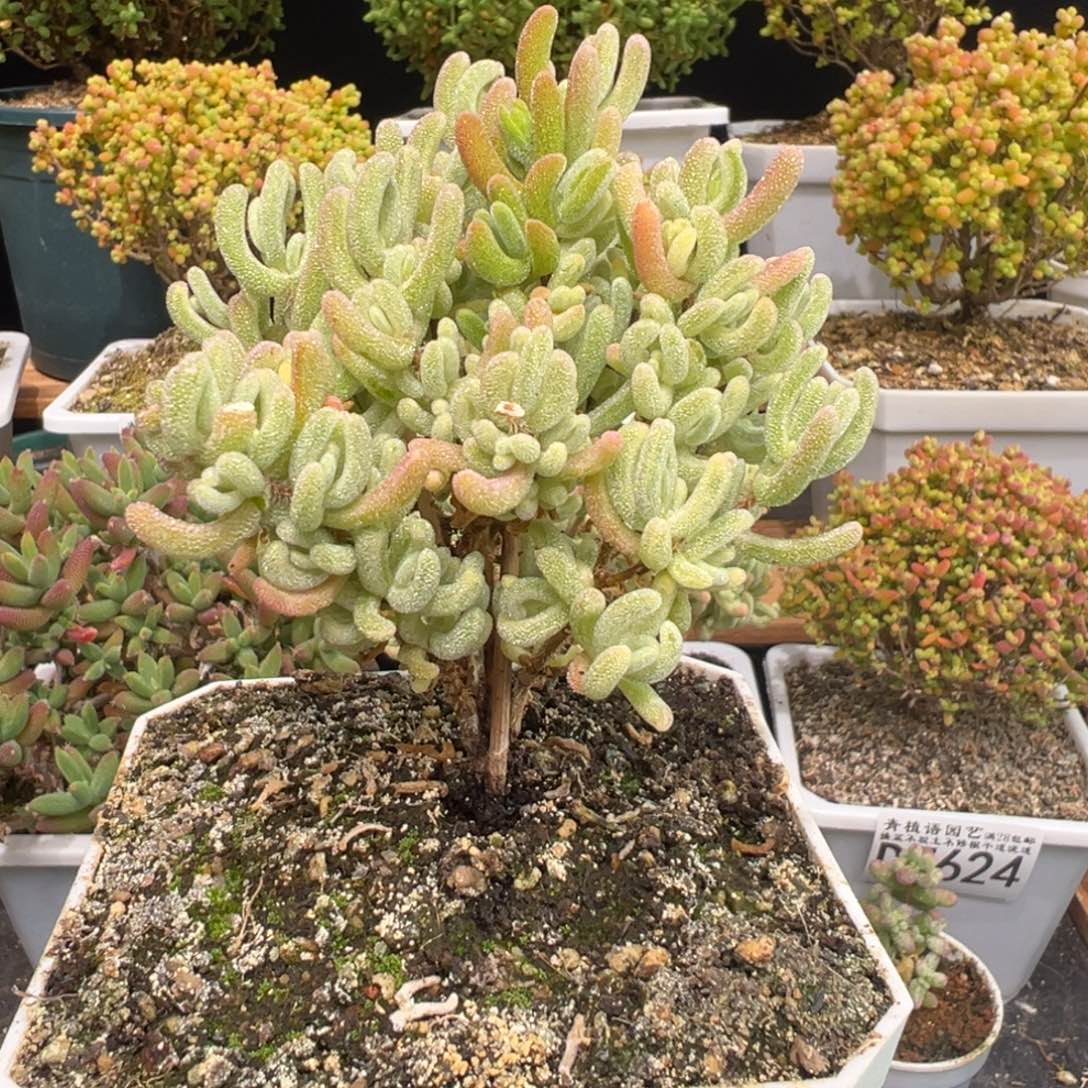 D7626橙叶白锦枝干