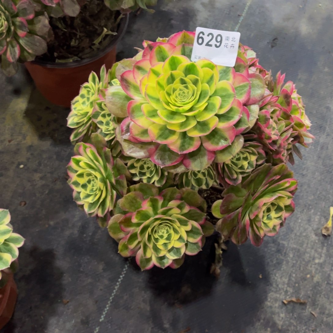 ?****?多肉玉滋000000629