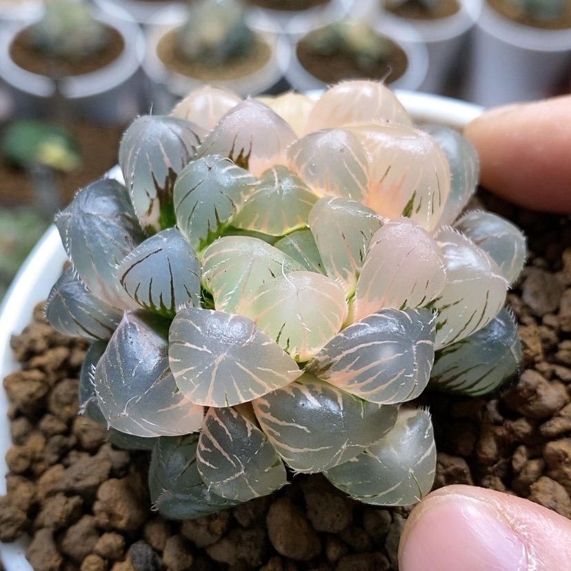 【闪购商品】138蓝镜