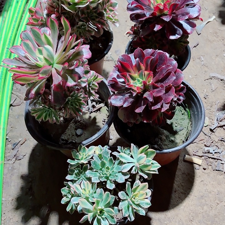 珍***惜四颗组合111111111111