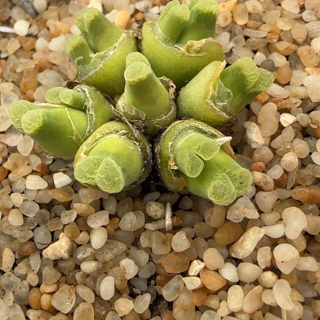 红嘴精品多肉群生粉佛肚32号