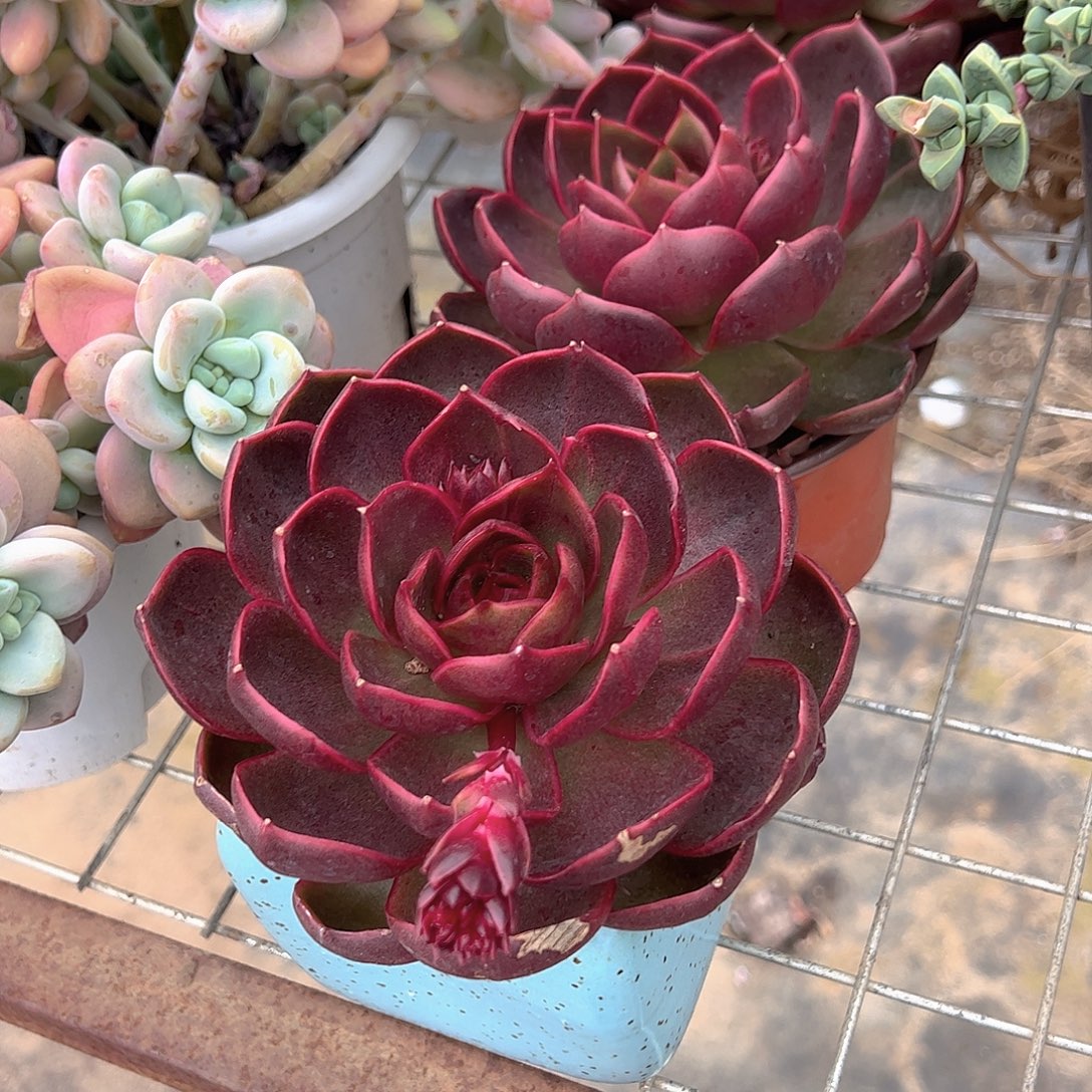 红灯大单头精品特价