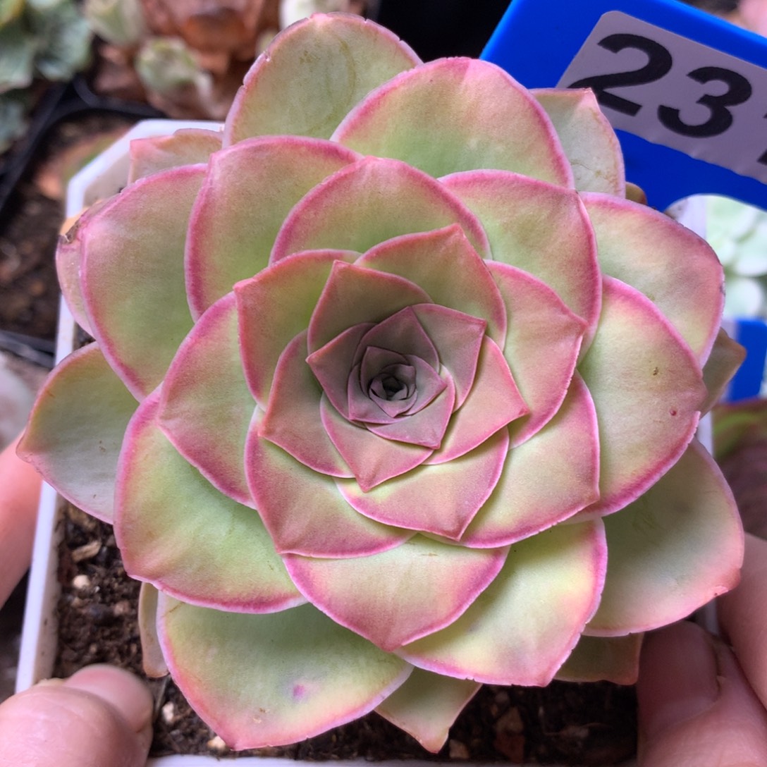 一物一拍刺猬黄金231