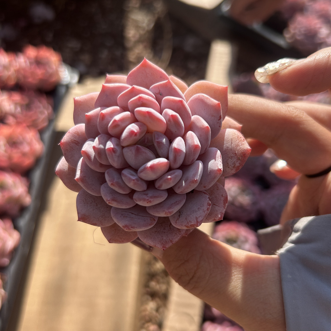 多肉 玉芙蓉 单头 穴盘苗 （满9.9包邮）