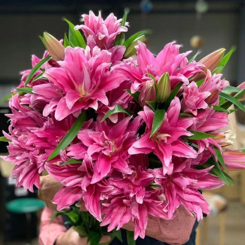 进口香水百合花种球盆栽花卉绿植物室内四季开花苗易活花种球水培