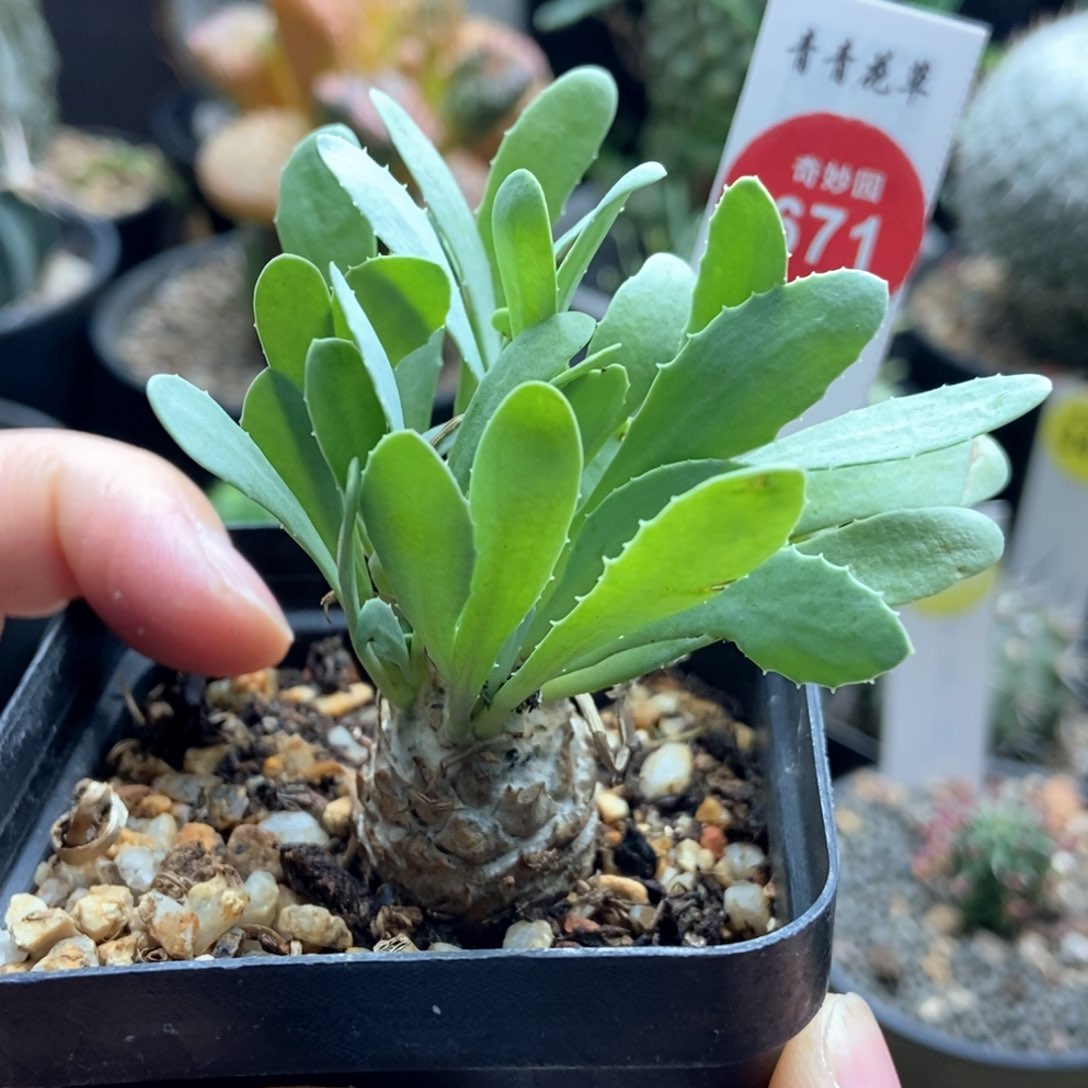 刨花厚敦菊一颗仙人球