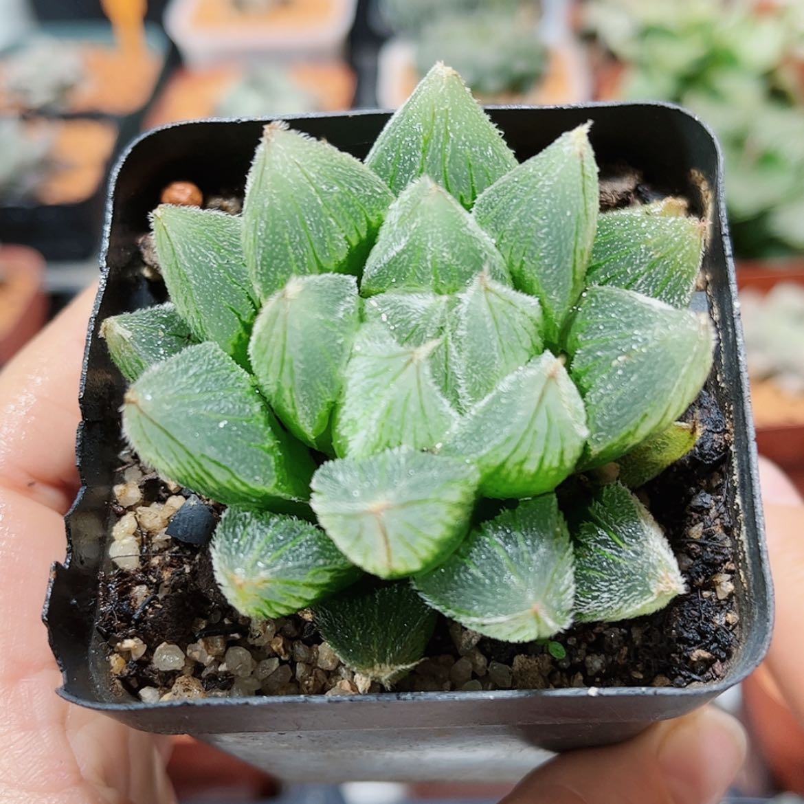 【闪购商品】白狐狸