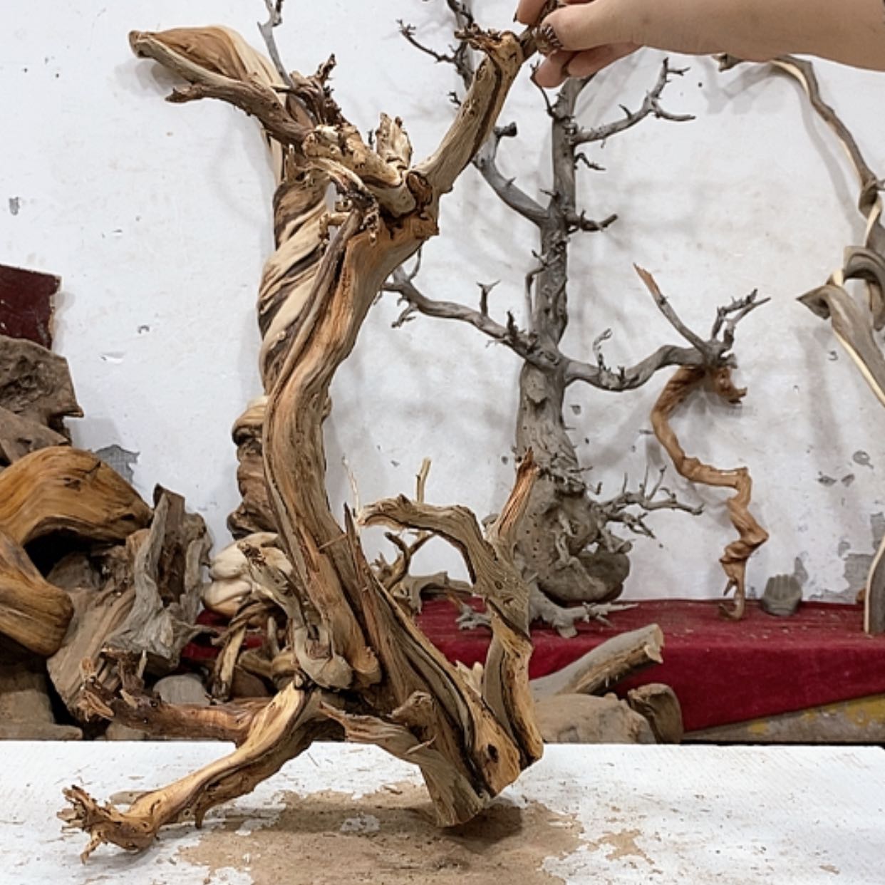 【闪购商品】柏木清**尘我们都是好孩子