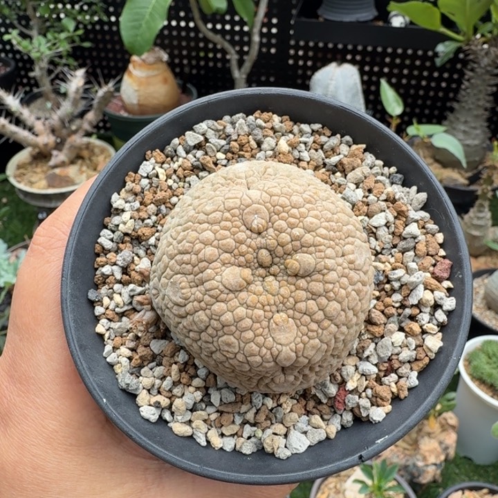 凝蹄玉578 仙人球