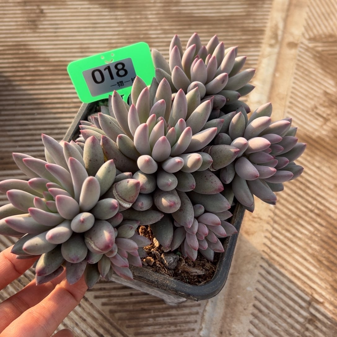 兰***i18、hxggdechhlvb不许笑