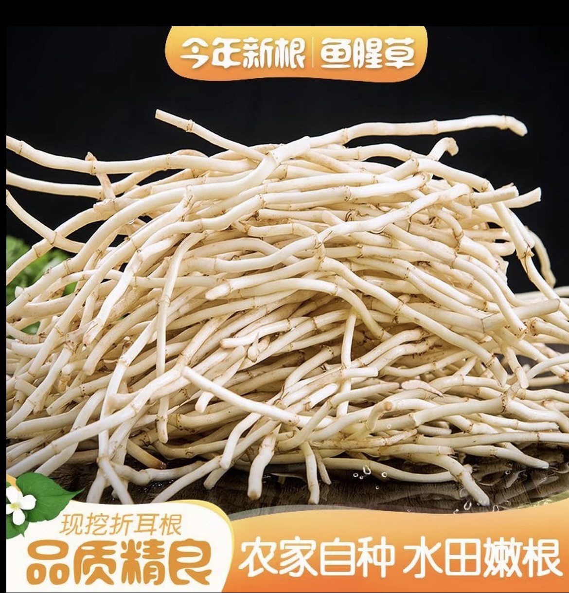 洗净新鲜折耳根鱼腥草嫩根可凉拌炒腊肉的爽口蔬菜