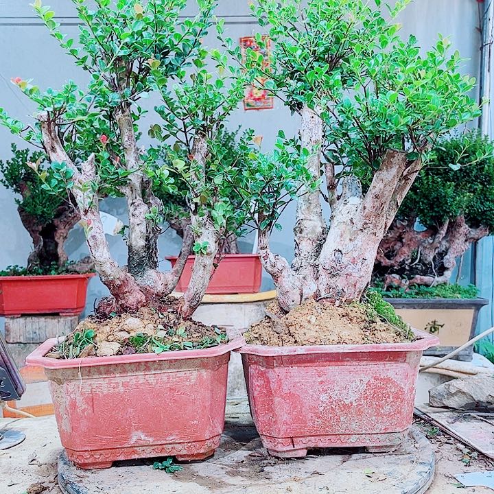 用***9完全开放盆景赤楠