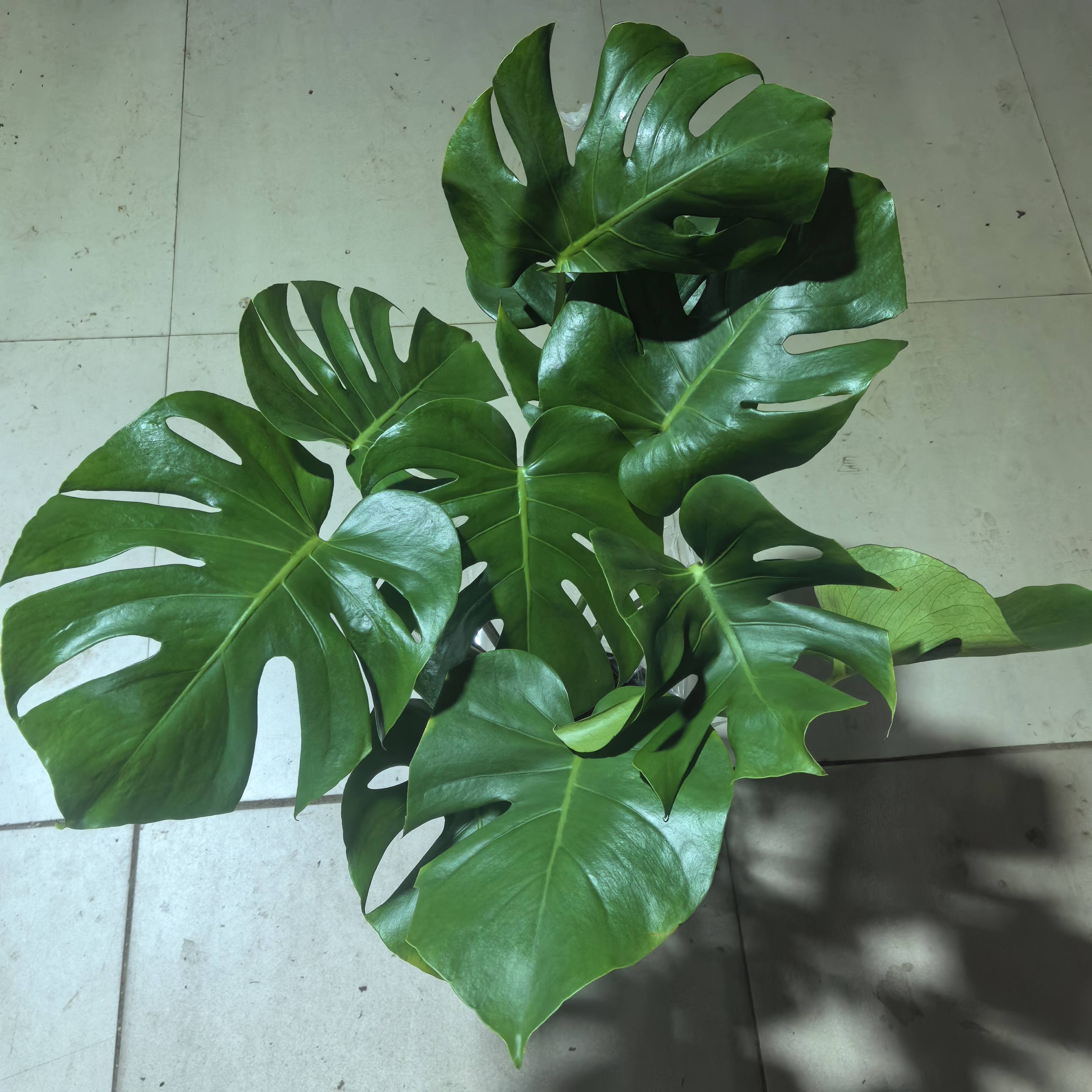 龟背竹净化空气吸甲醛