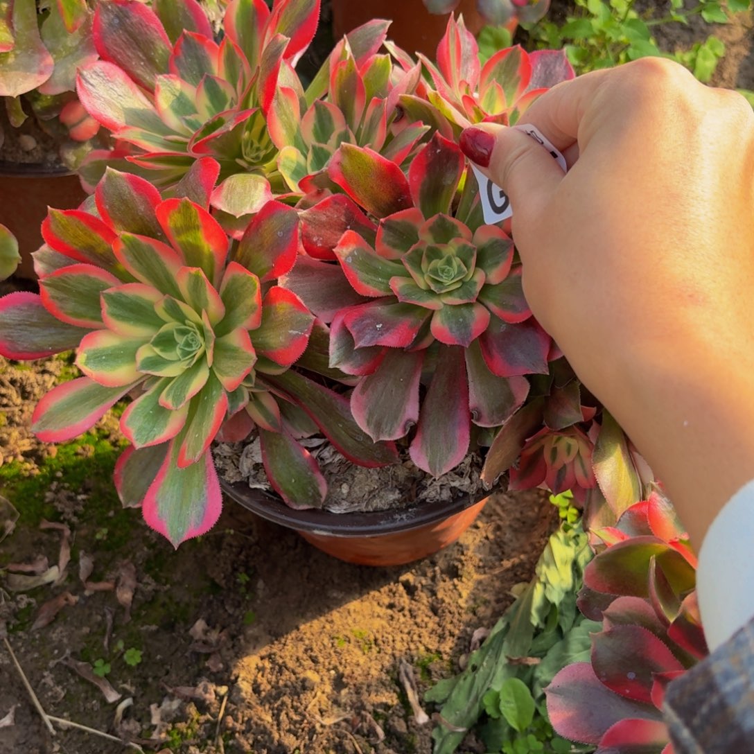 15多肉植物捧花的时候