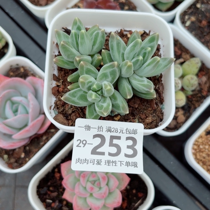 乌拉克拉无盆土发货多