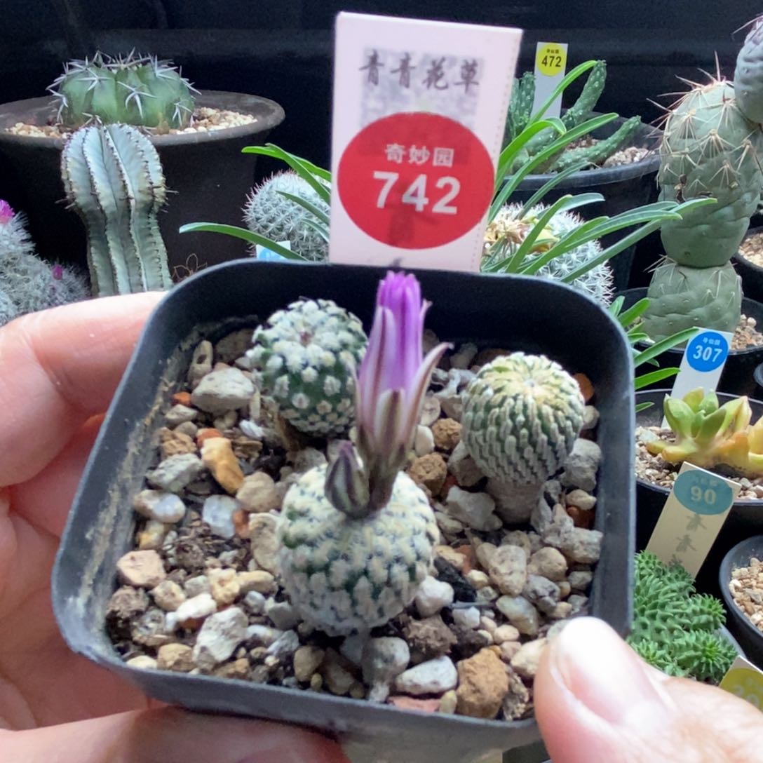 实生精巧殿三颗仙人球