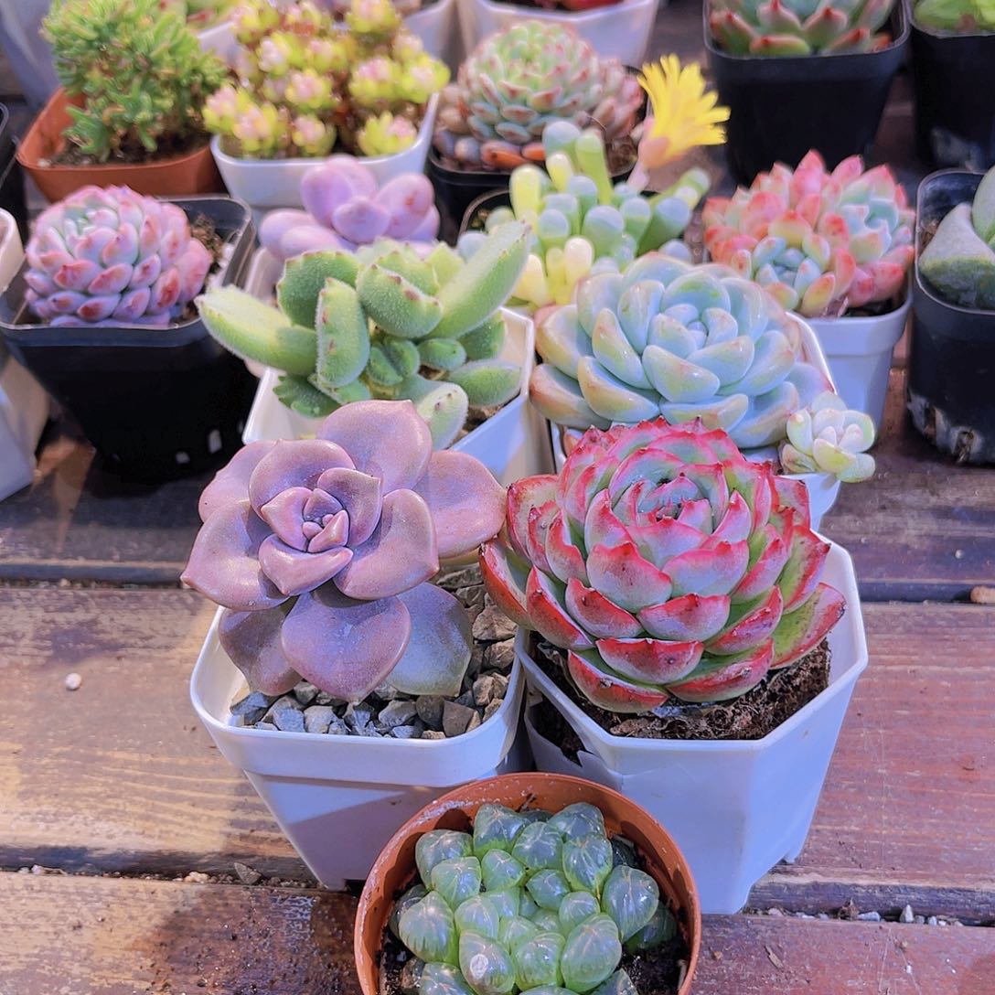 如图5盆1111111111111111