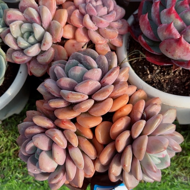 8花斑露平平安安健健康康