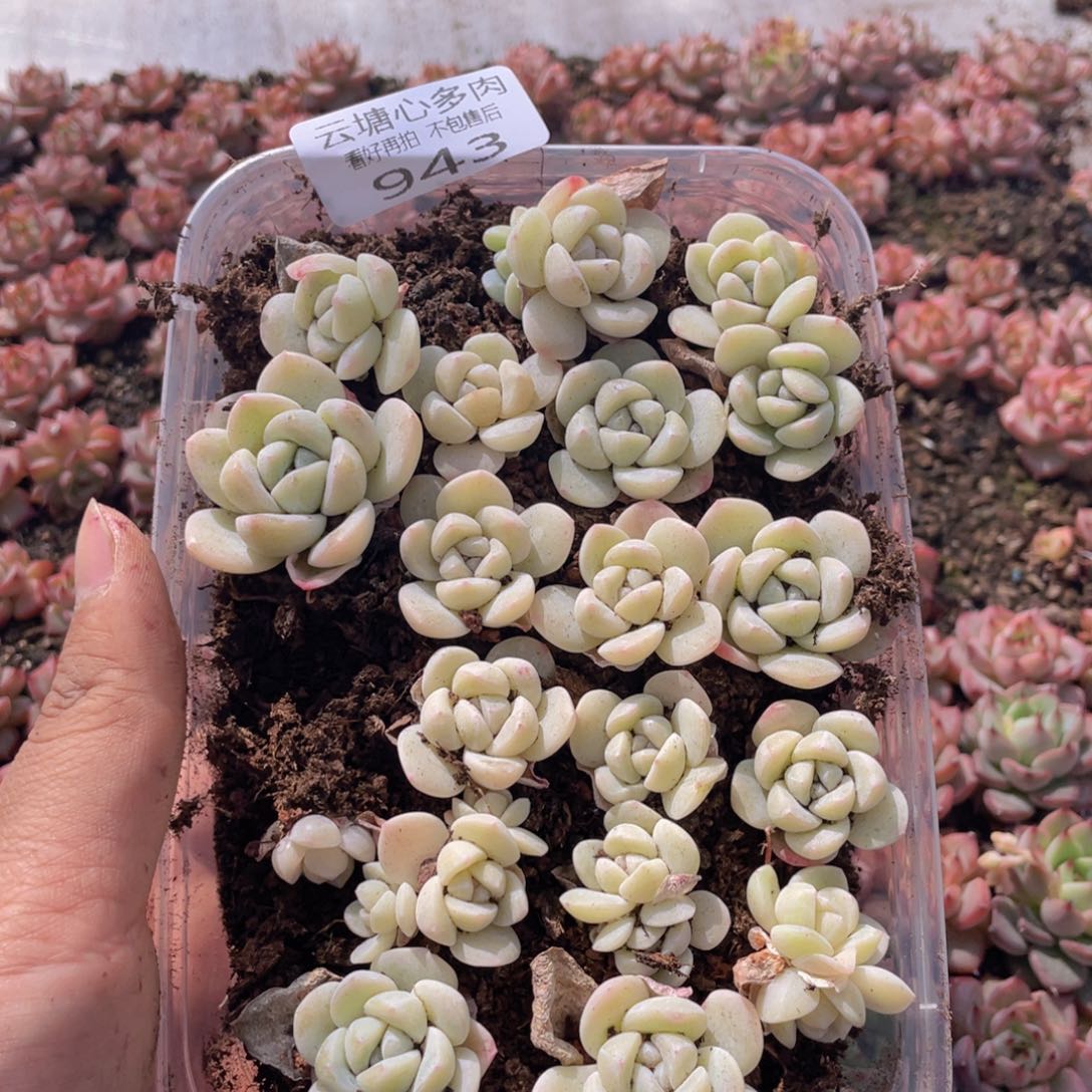 ✨****啊云糖心多肉植物943