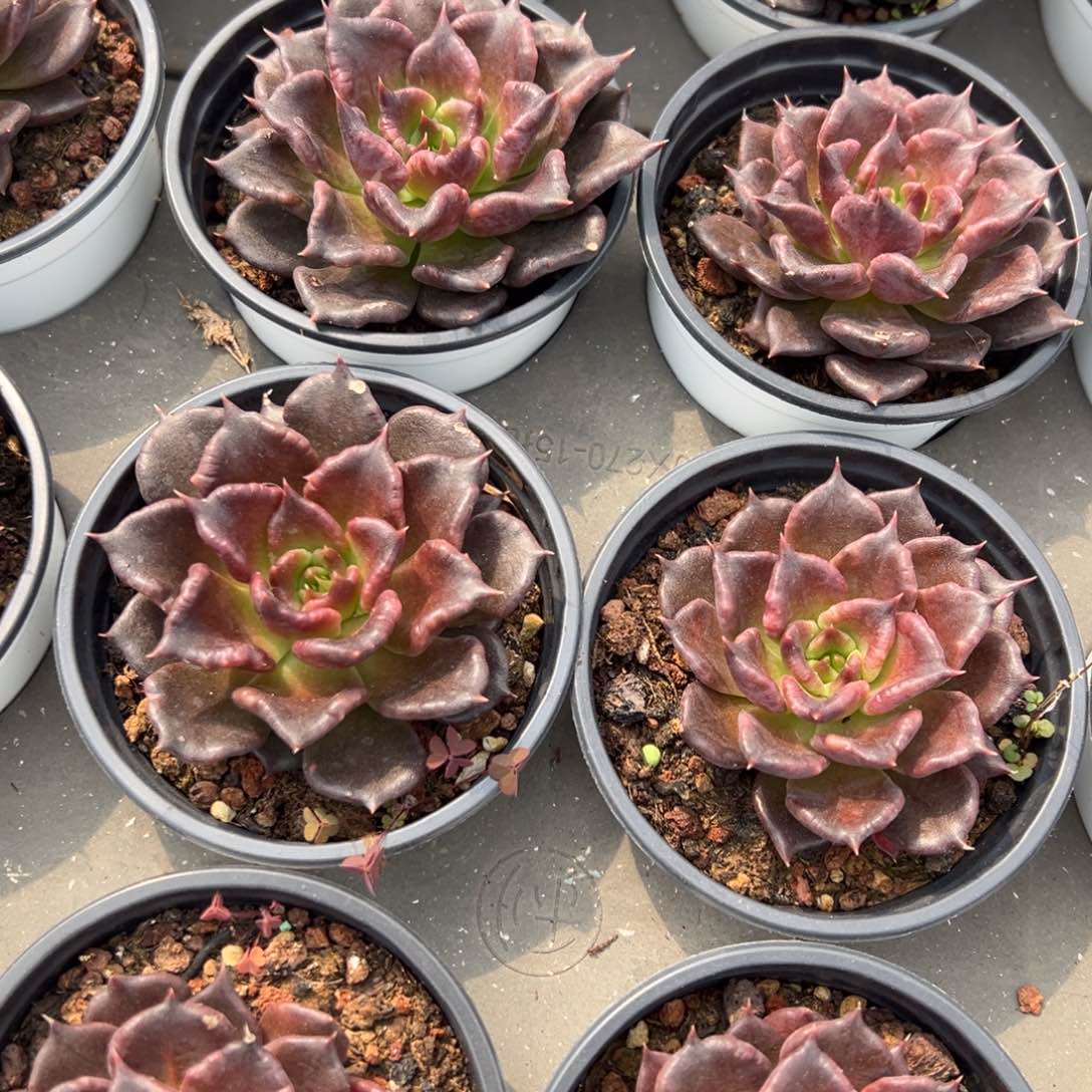 黑饺子皮黑饺子皮