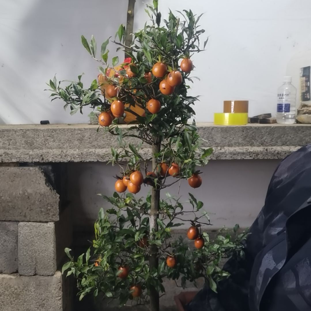 金弹子四季常青，不落叶开花结果