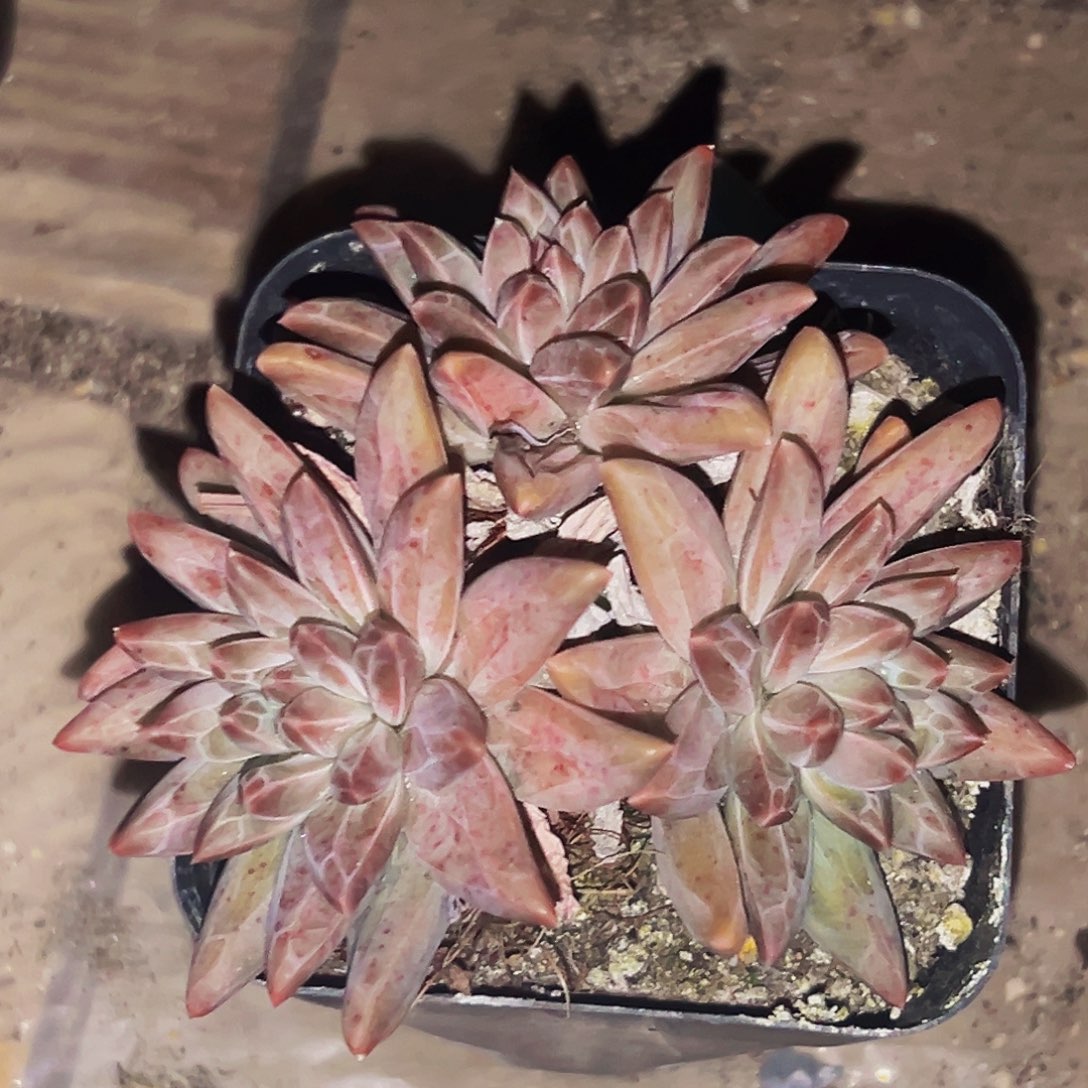 桔云多肉美人精品系列