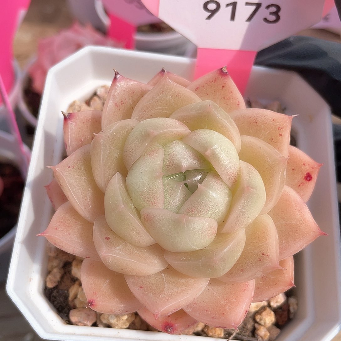 优选麦秆福利1079