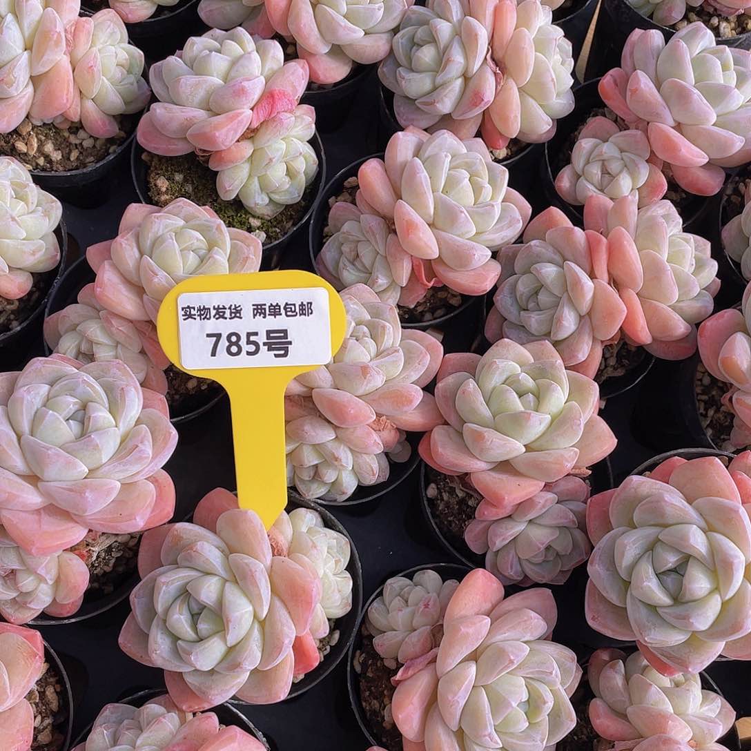 785号 樱花钻石冰玉双头2个