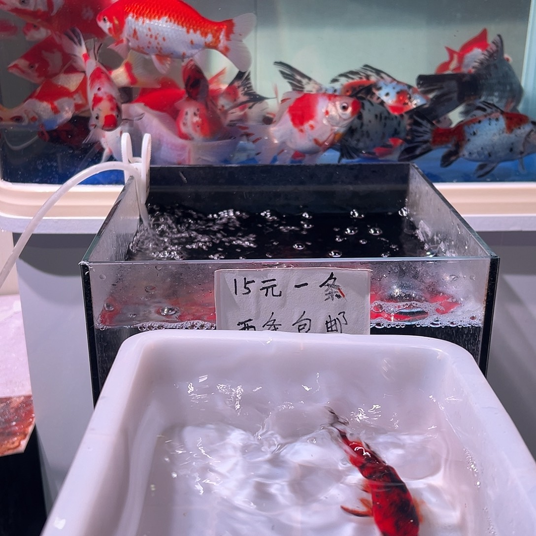 保***司海水观赏鱼福利多多啊