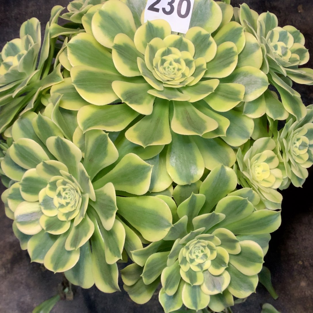 卢***姐绿豆沙230法师多肉植物360000