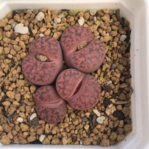 多肉肉锥 岛田紫柘榴