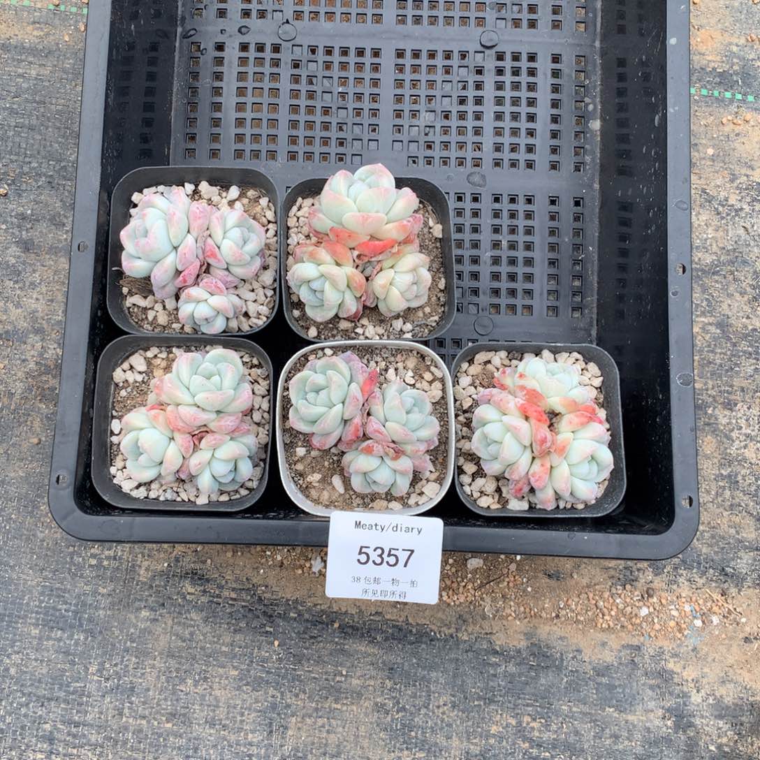 5337冰玉3头5到6厘米5颗一组脱土发