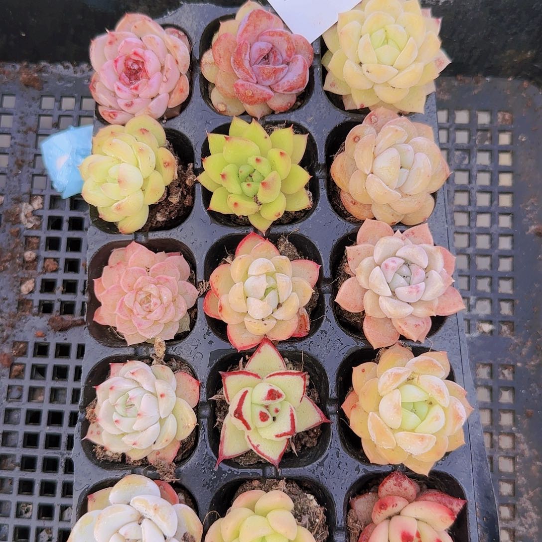 直播一物一拍多肉95