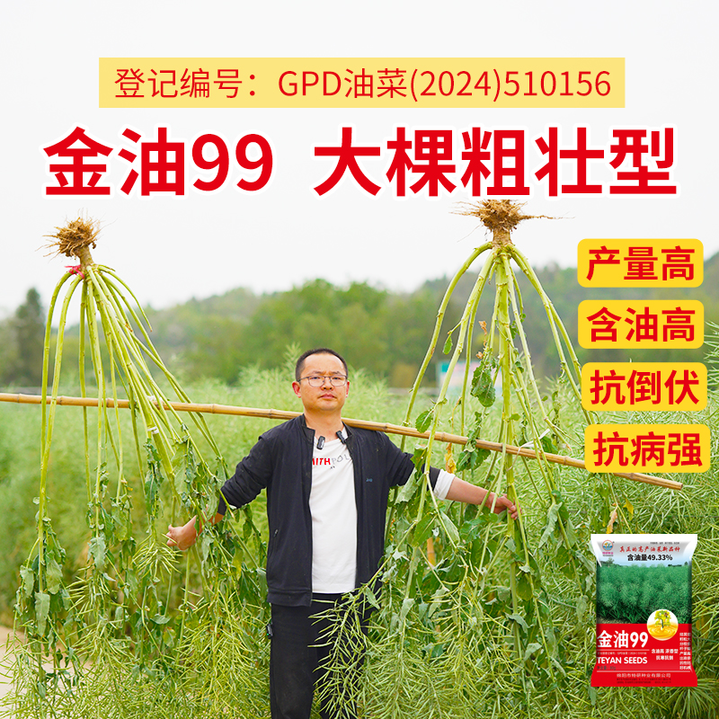 【活动链接】金油99油菜种子抗寒抗倒高产油菜籽出油多浓香型送硼肥