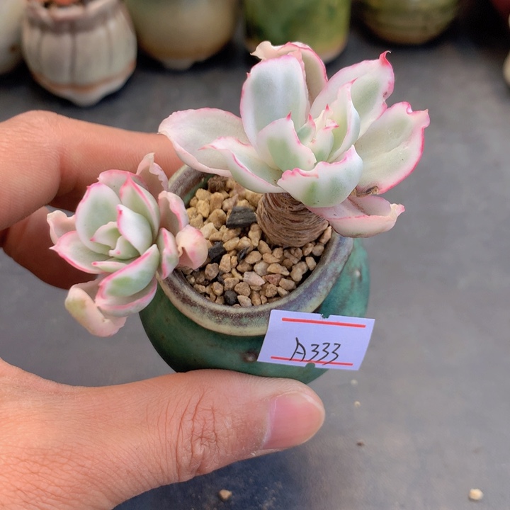 一物一拍满38包邮 A333