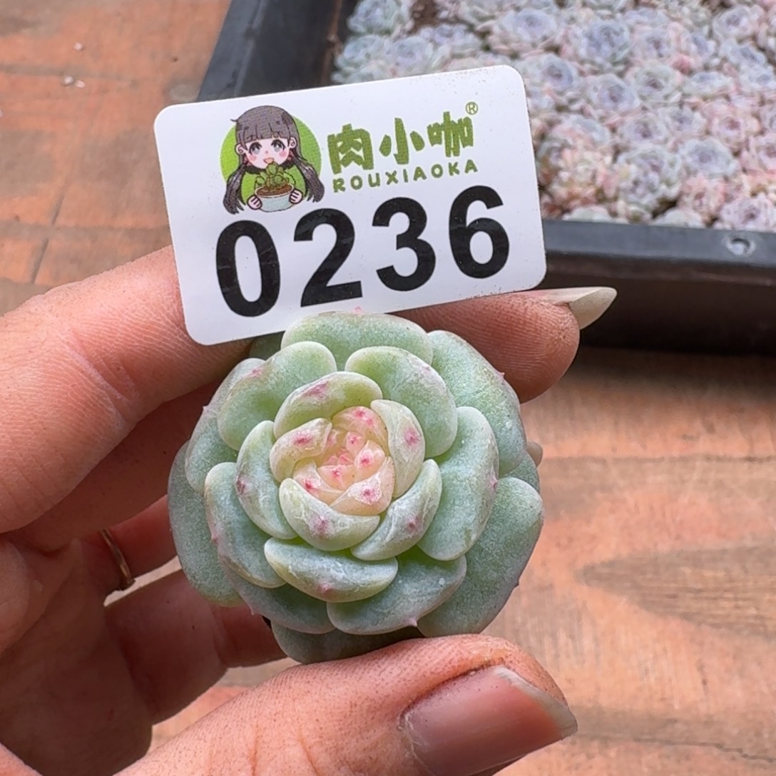 我***猫多肉植物多肉植物