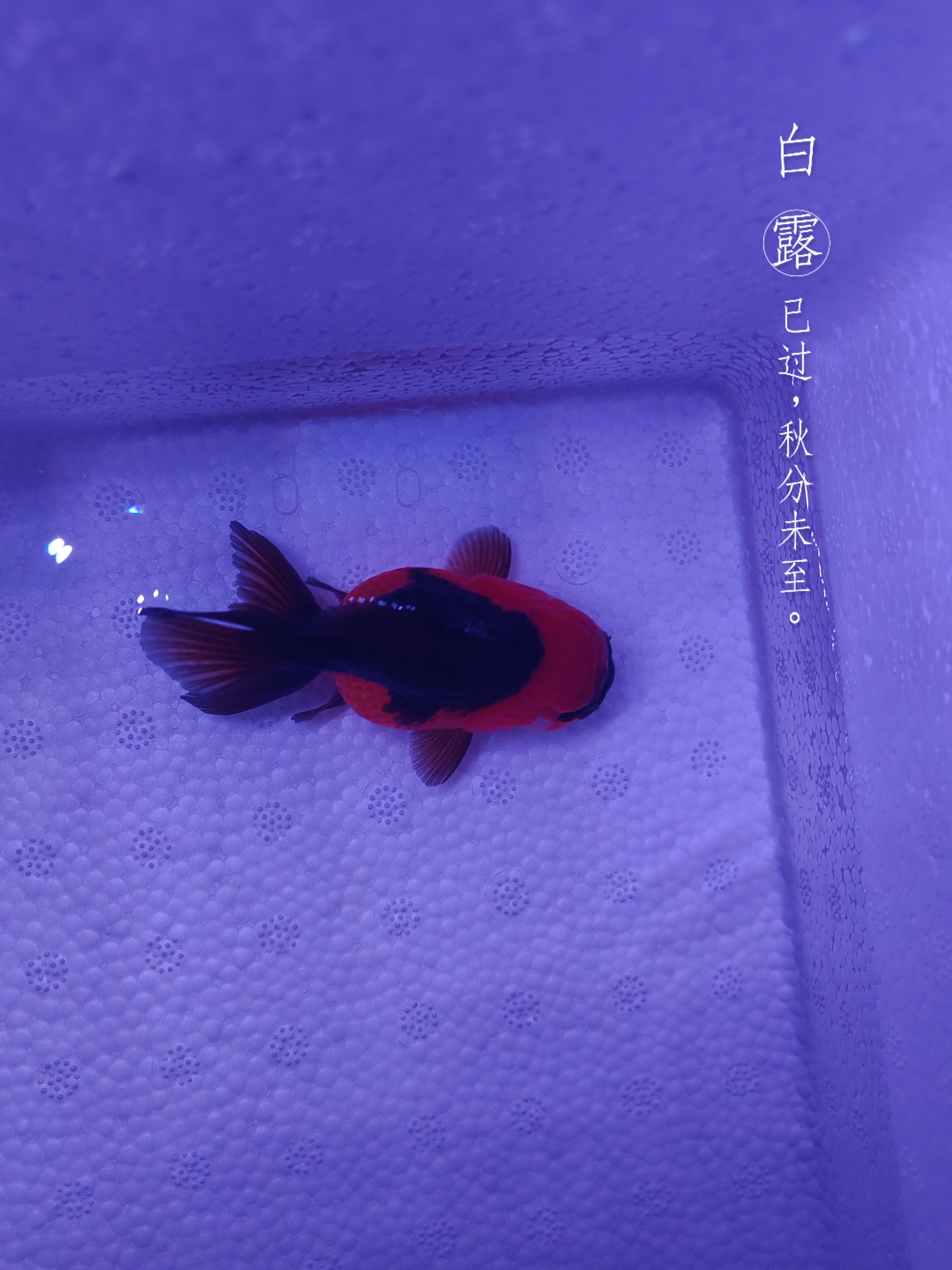 进口玛丽泰狮活体宠物观赏鱼(拍前主播沟通好)