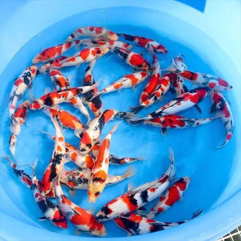 2号链接直播间观赏鱼下单