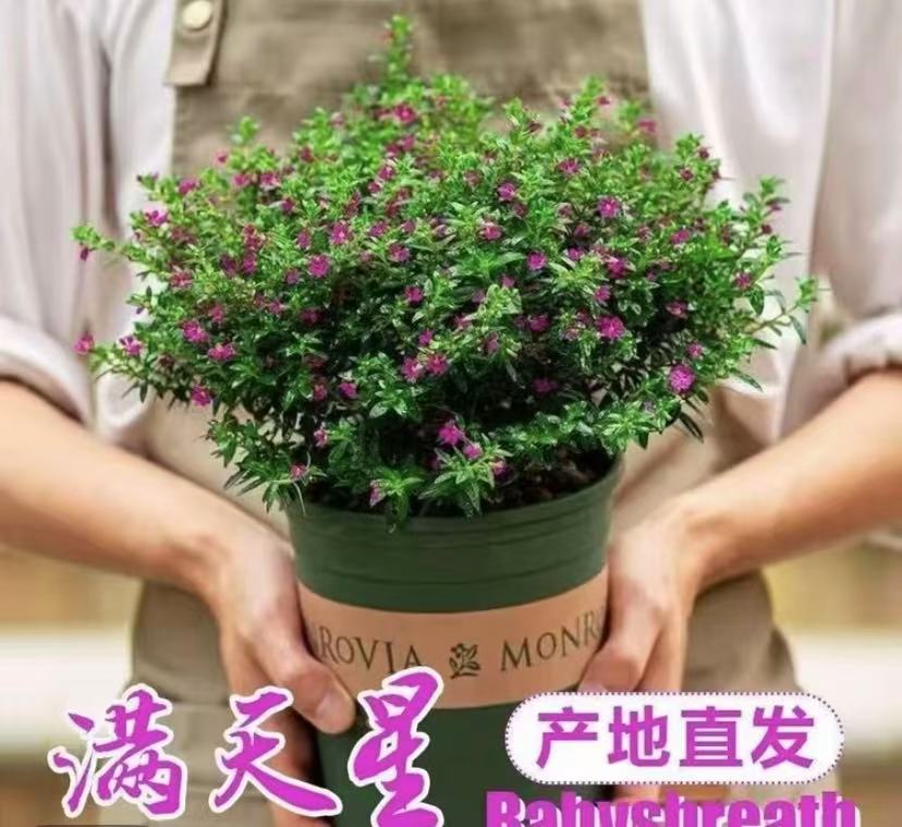 多年生盆栽满天星室外花园四季花卉室外盆栽花卉花园植植物红色