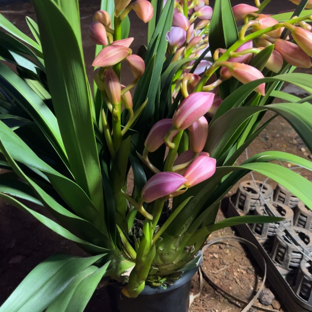 完全开放粉和6支花