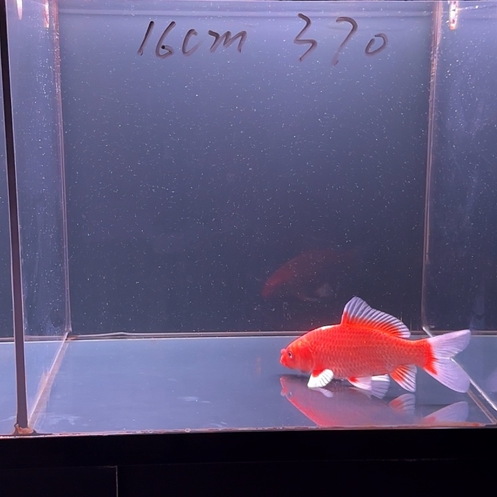 蝴蝶鲤鱼66号红蝴蝶