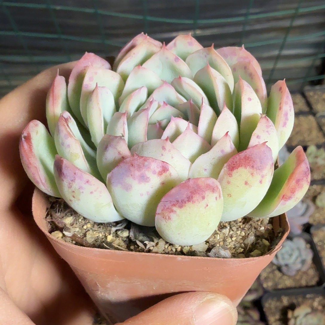 随机发七公分草莓冰满20包邮