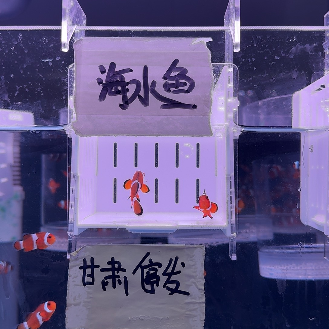 海水鱼4+精品黑边公子一对