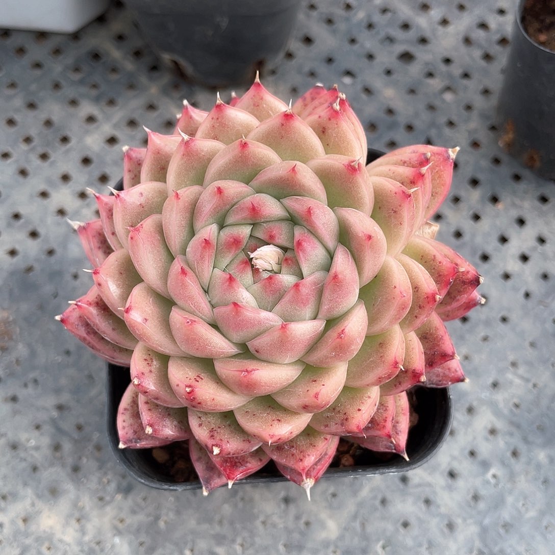 优选麦秆福利323