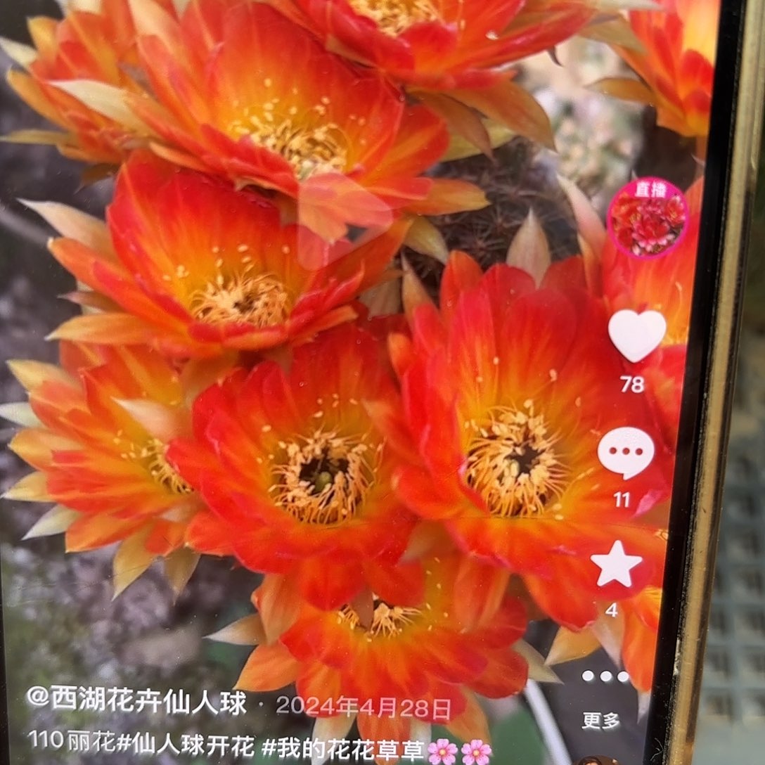 110丽花侧牙20包邮仙人球